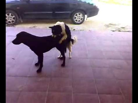 perros cojiendo|Mexicana linda follada